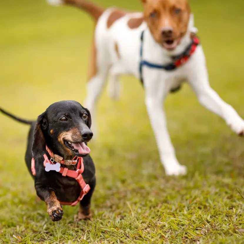 Briers Edge Townes_Community Amenities_Dog Park