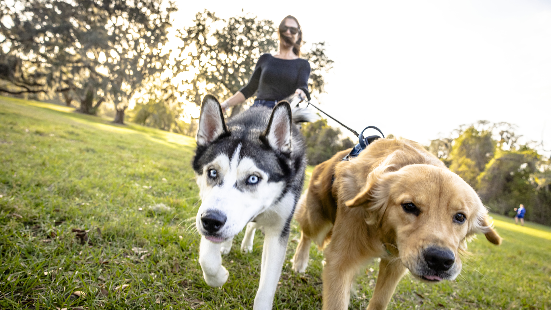 Tohoqua_Pet-Friendly_HeroBanner